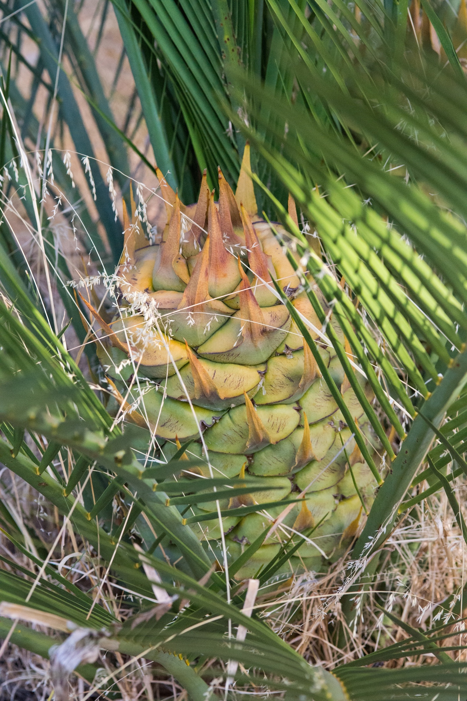 Fruiting Zamia palm (Macrozamia riedlei)