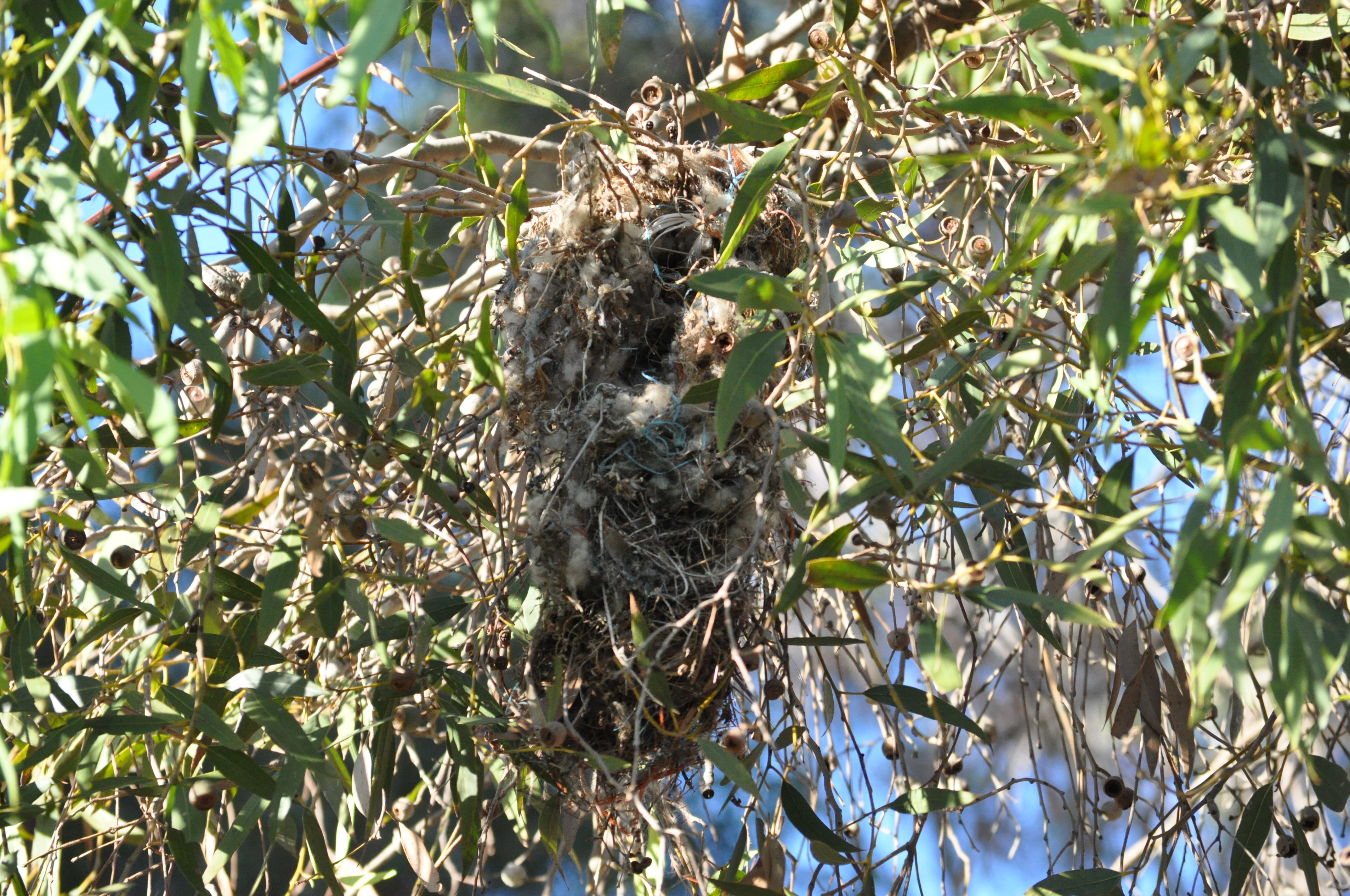 Nest- perhaps a thornbill?