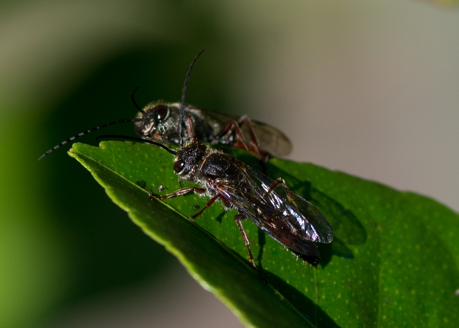 Unidentified wasps