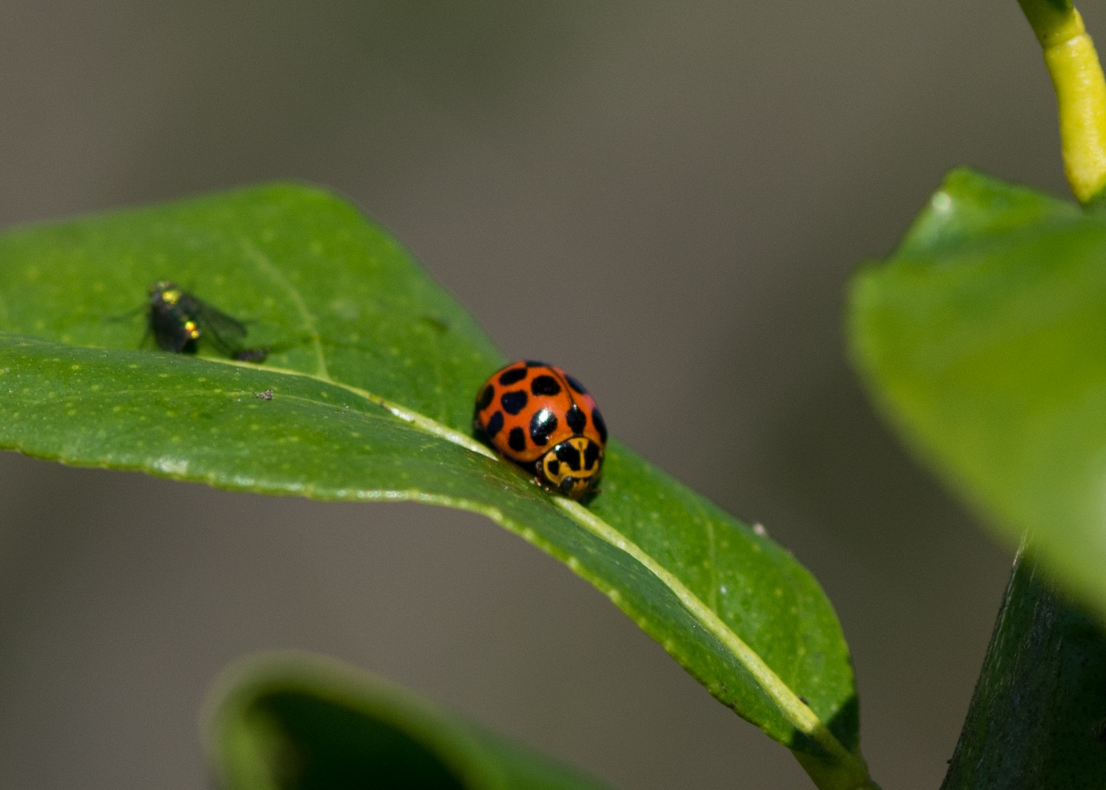  Common spotted ladybird