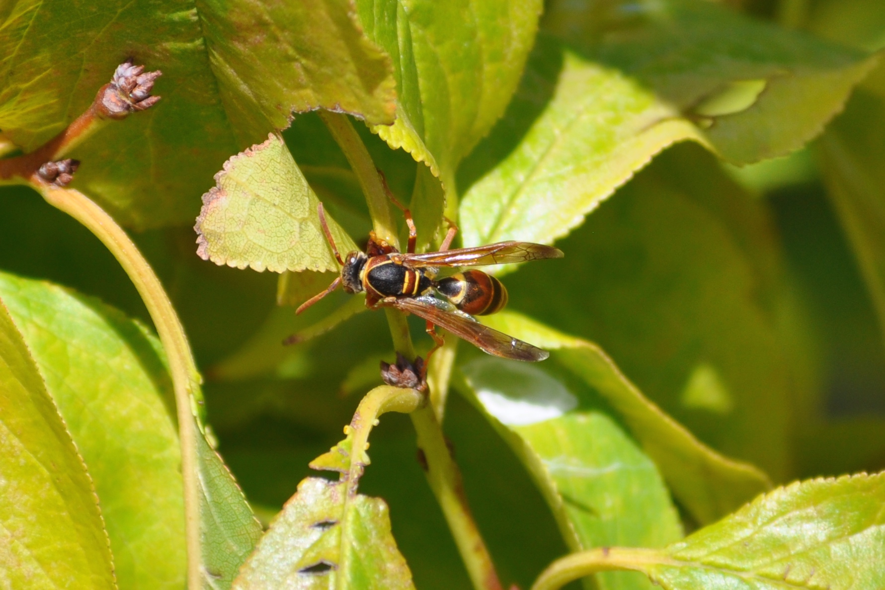 Paper wasp?