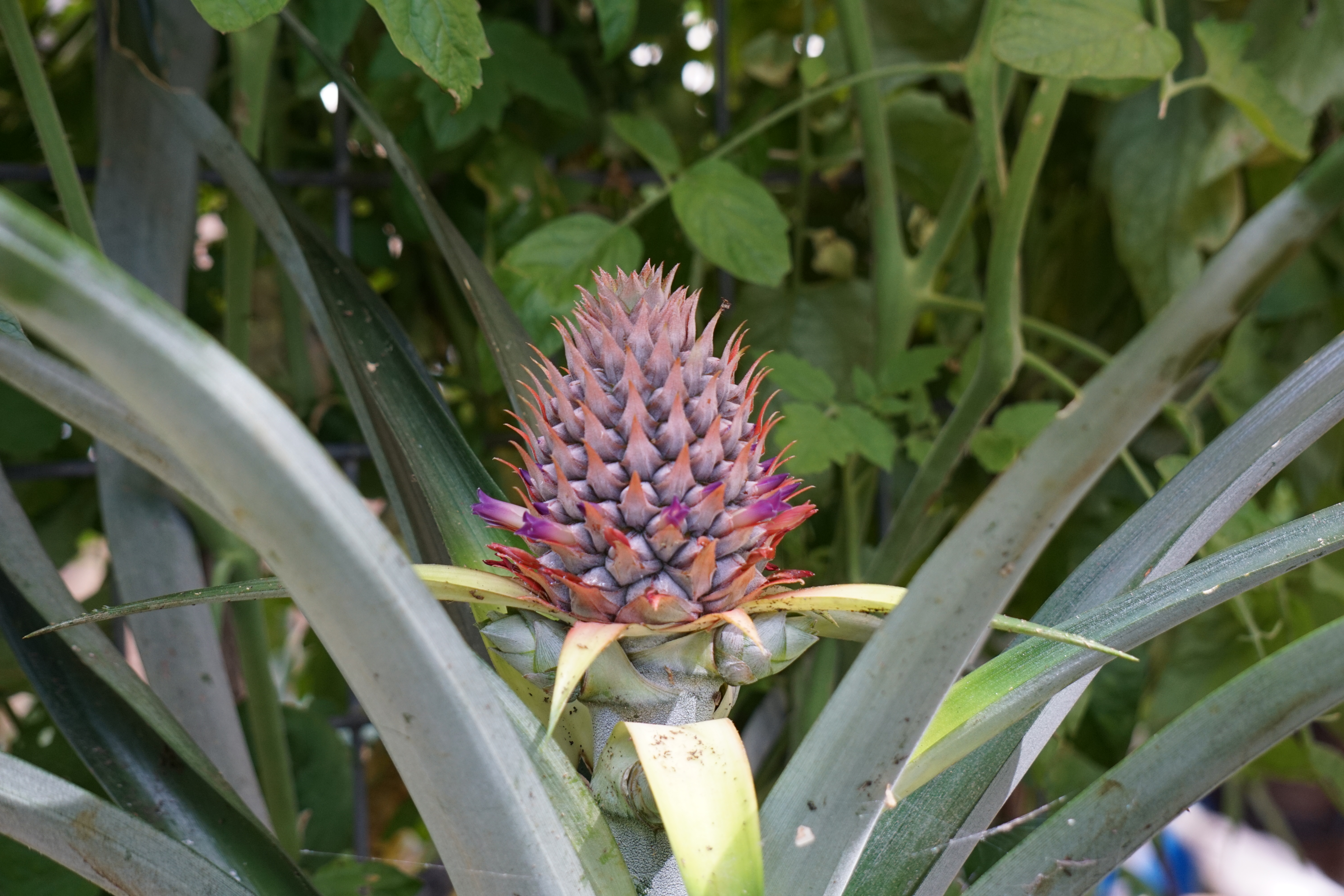 Pineapple January 2016