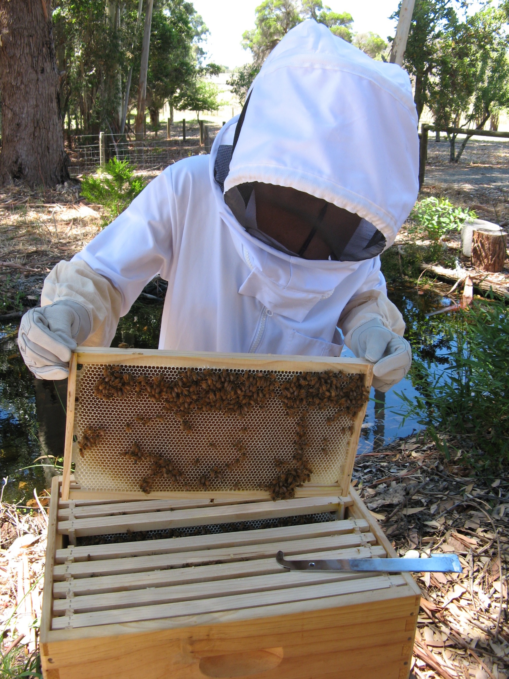Honey production well underway!