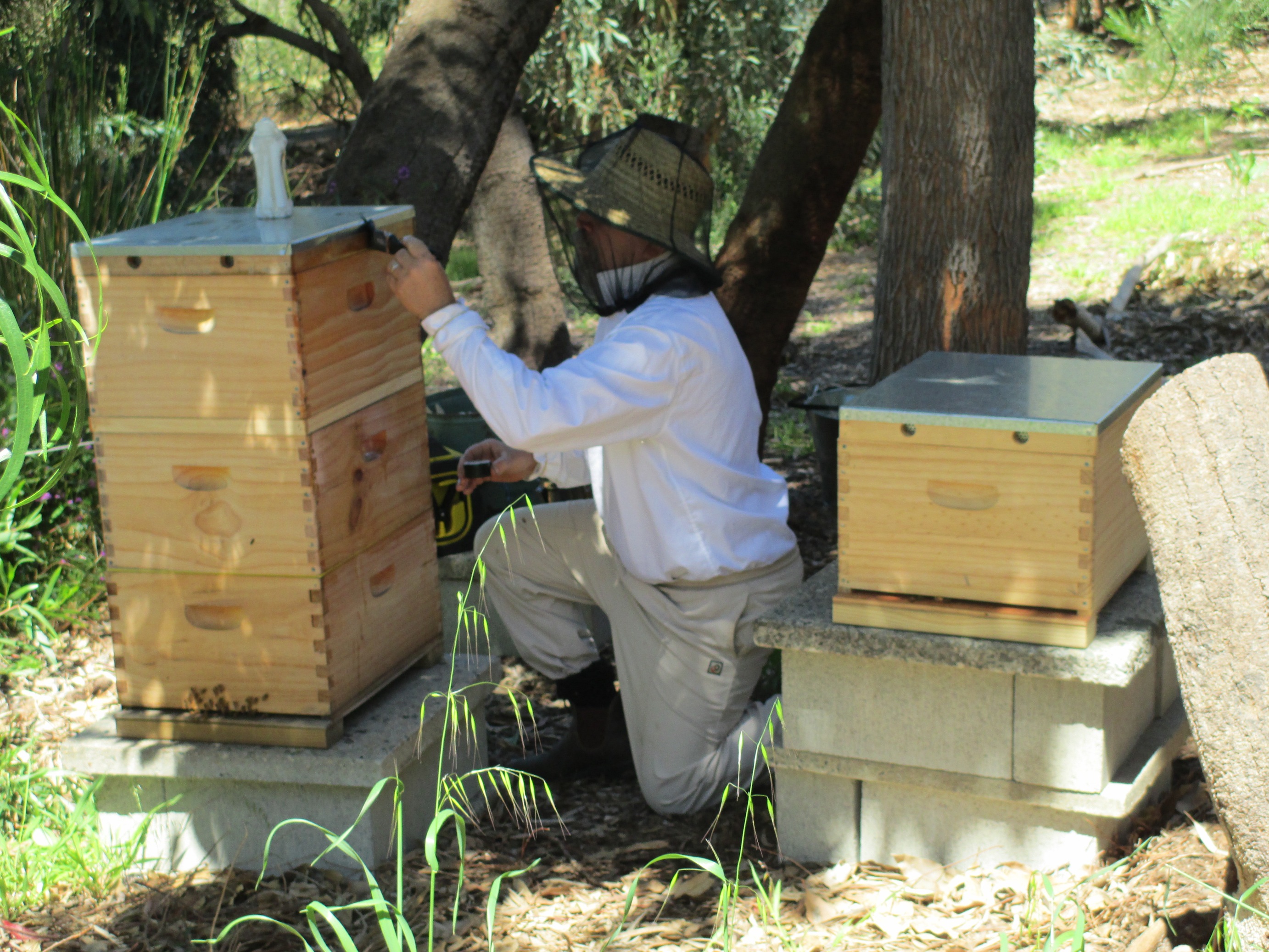Giving the hives a coat of lanolin
