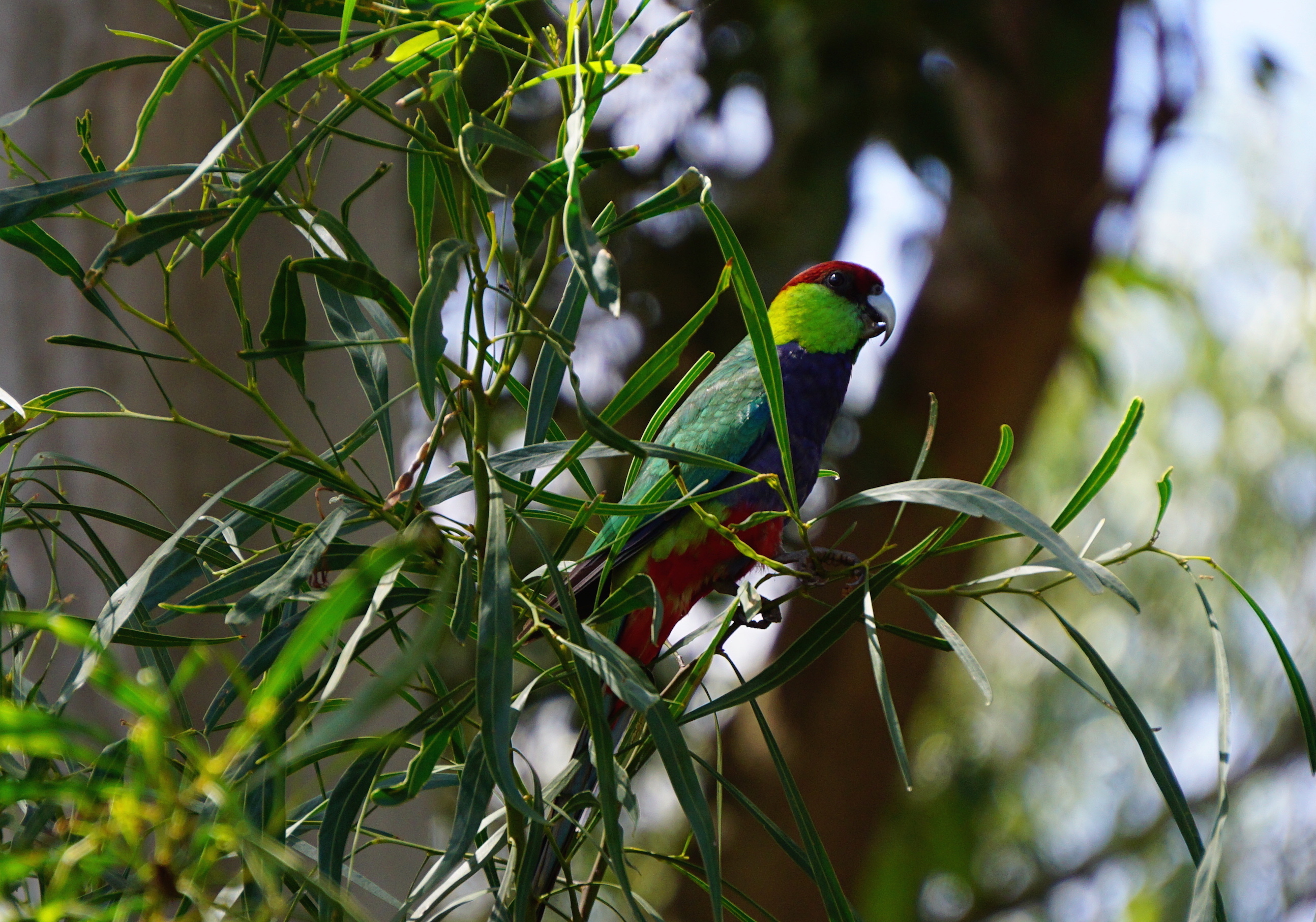redcapped parrot
