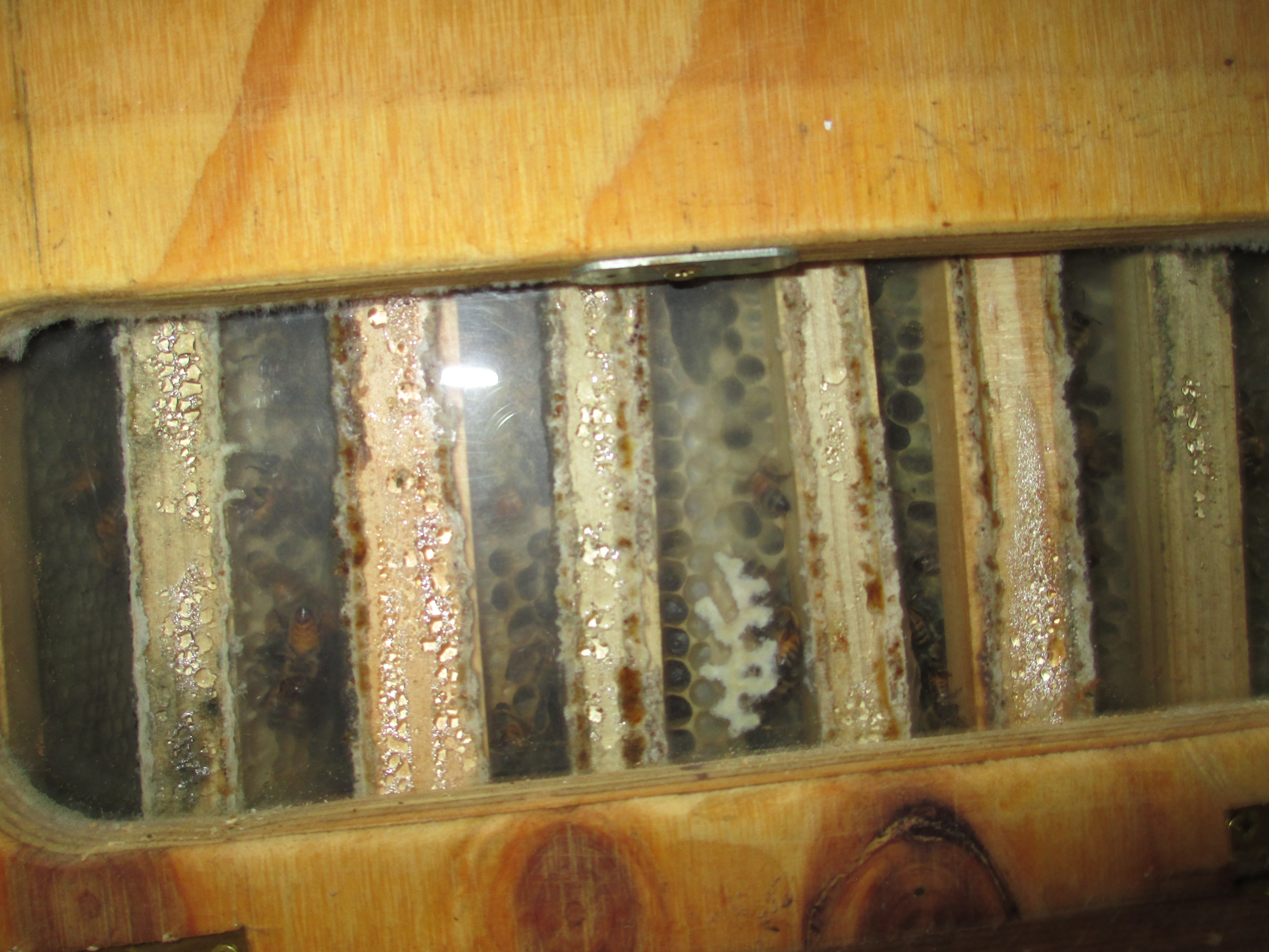 condensation inside the hive