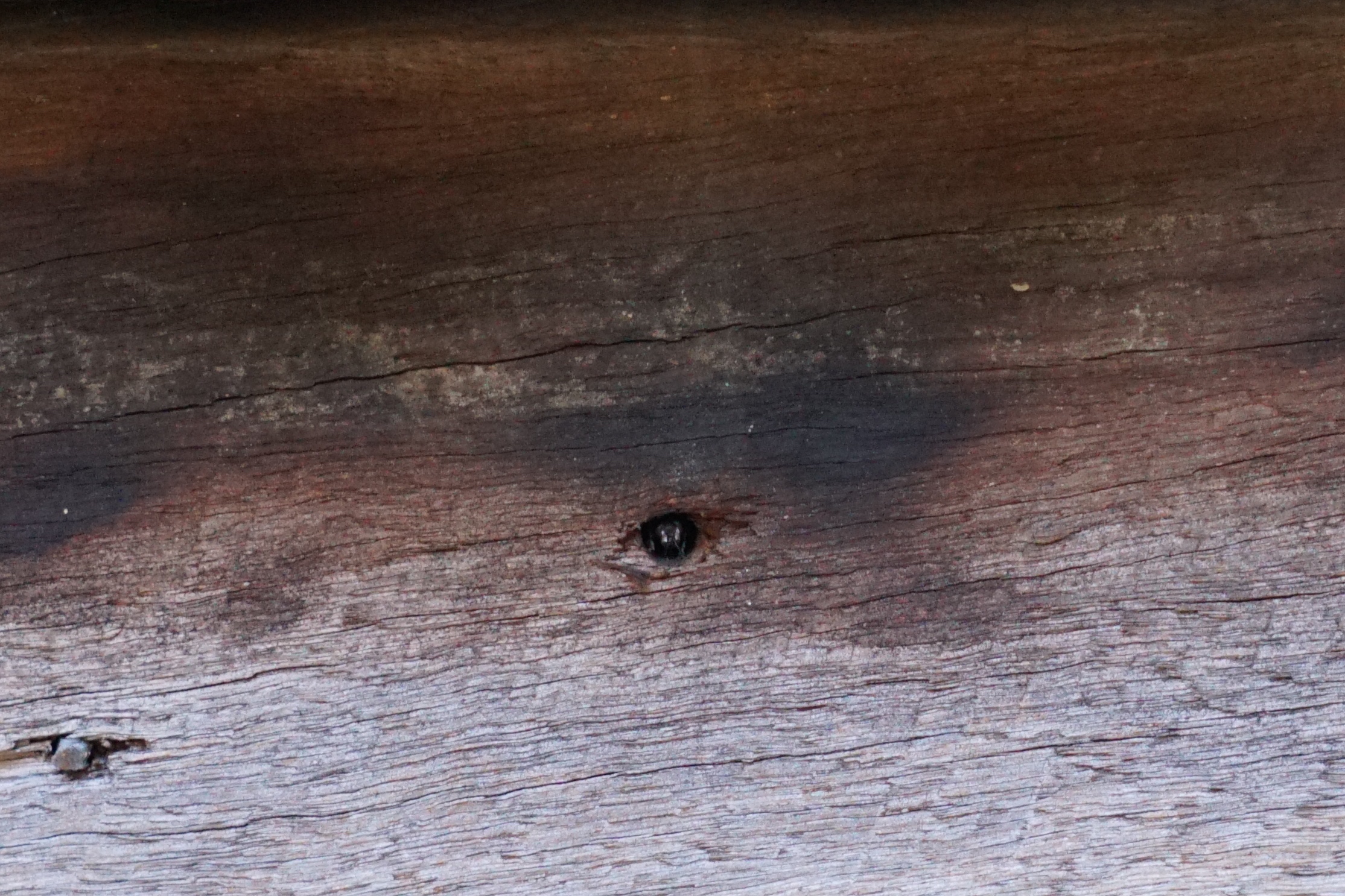 Native bee peeping out of the hole
