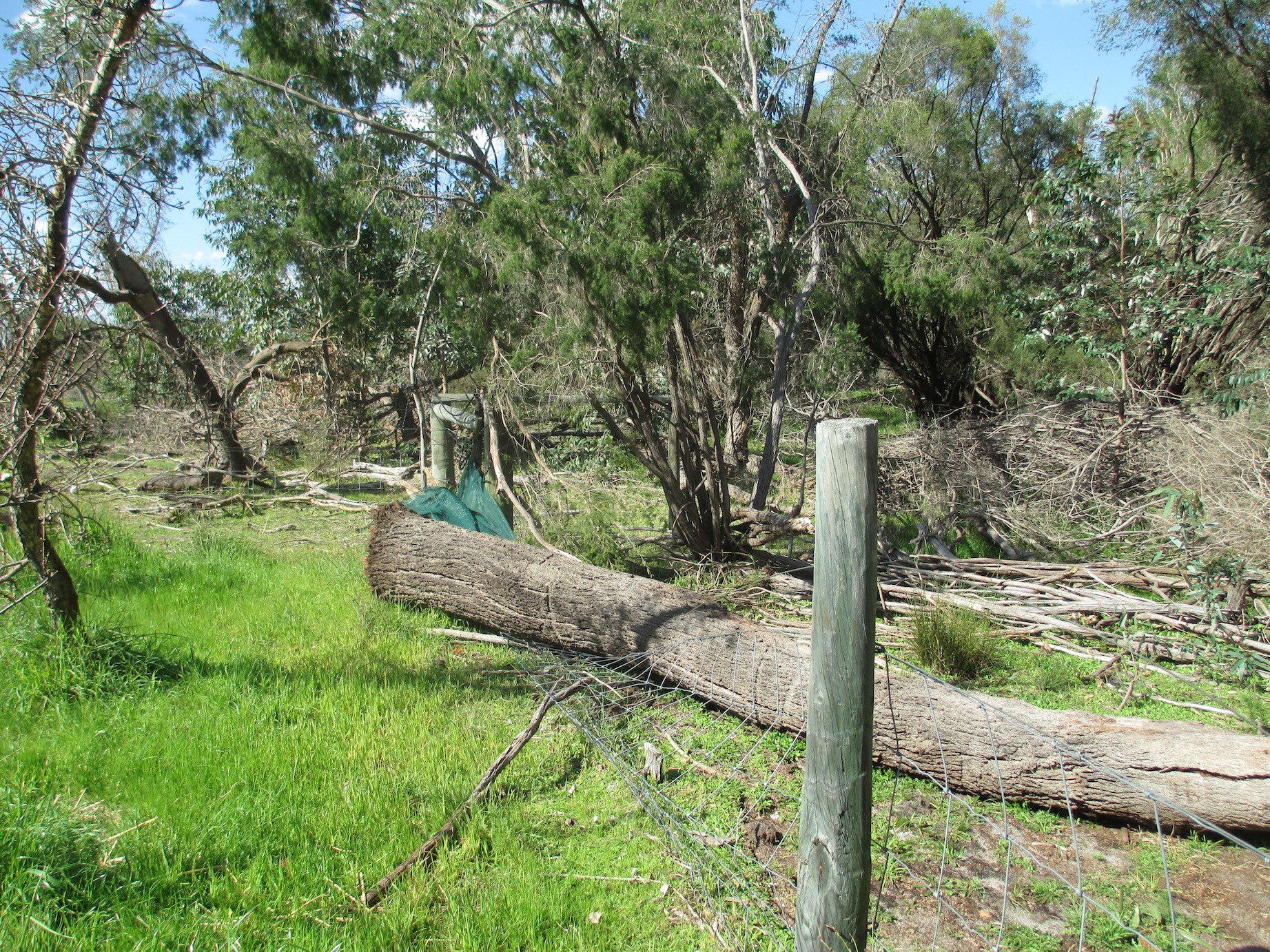 Tree fallen on orchard fence