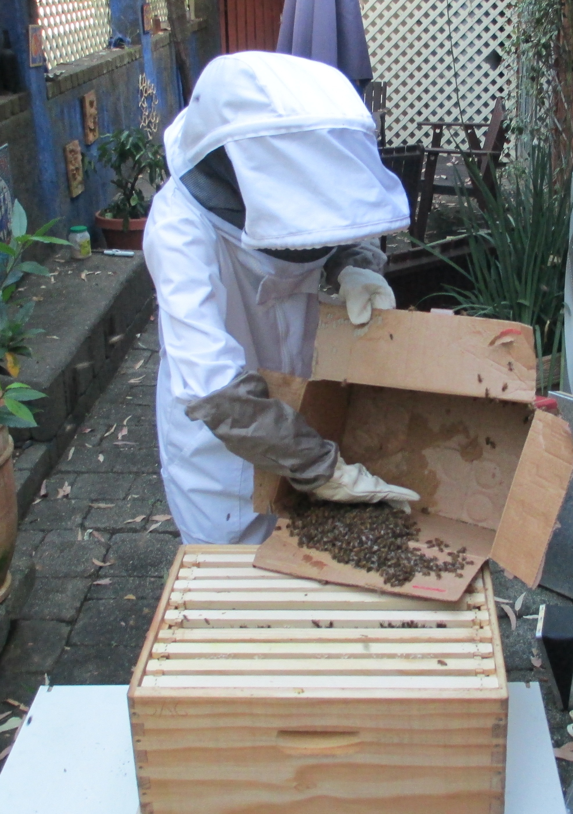 helping the remaining bees