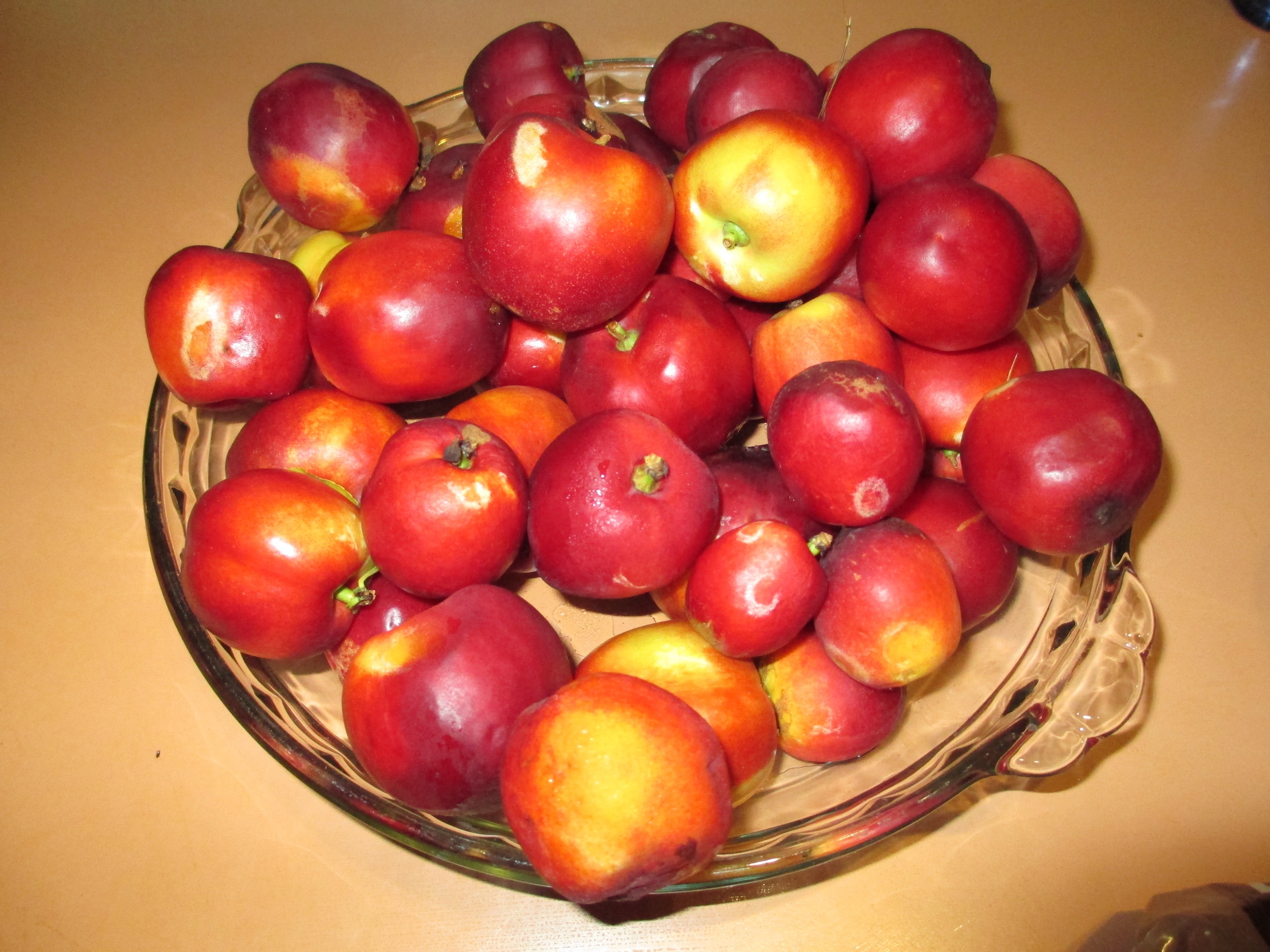 One day's harvest of nectarines!