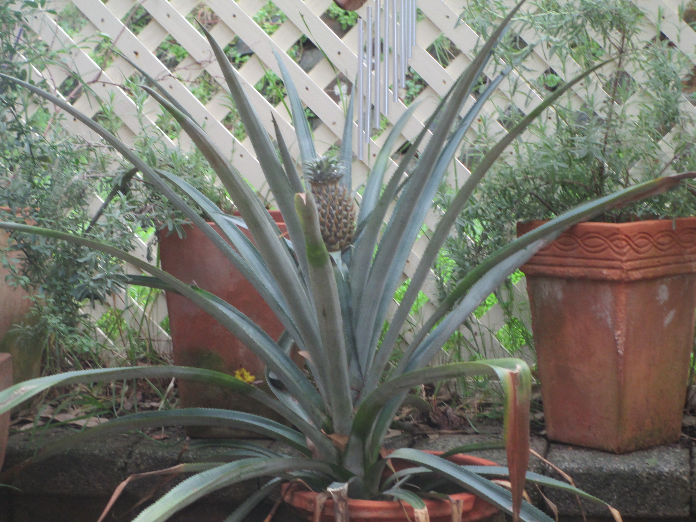 Pineapple growing in a pot