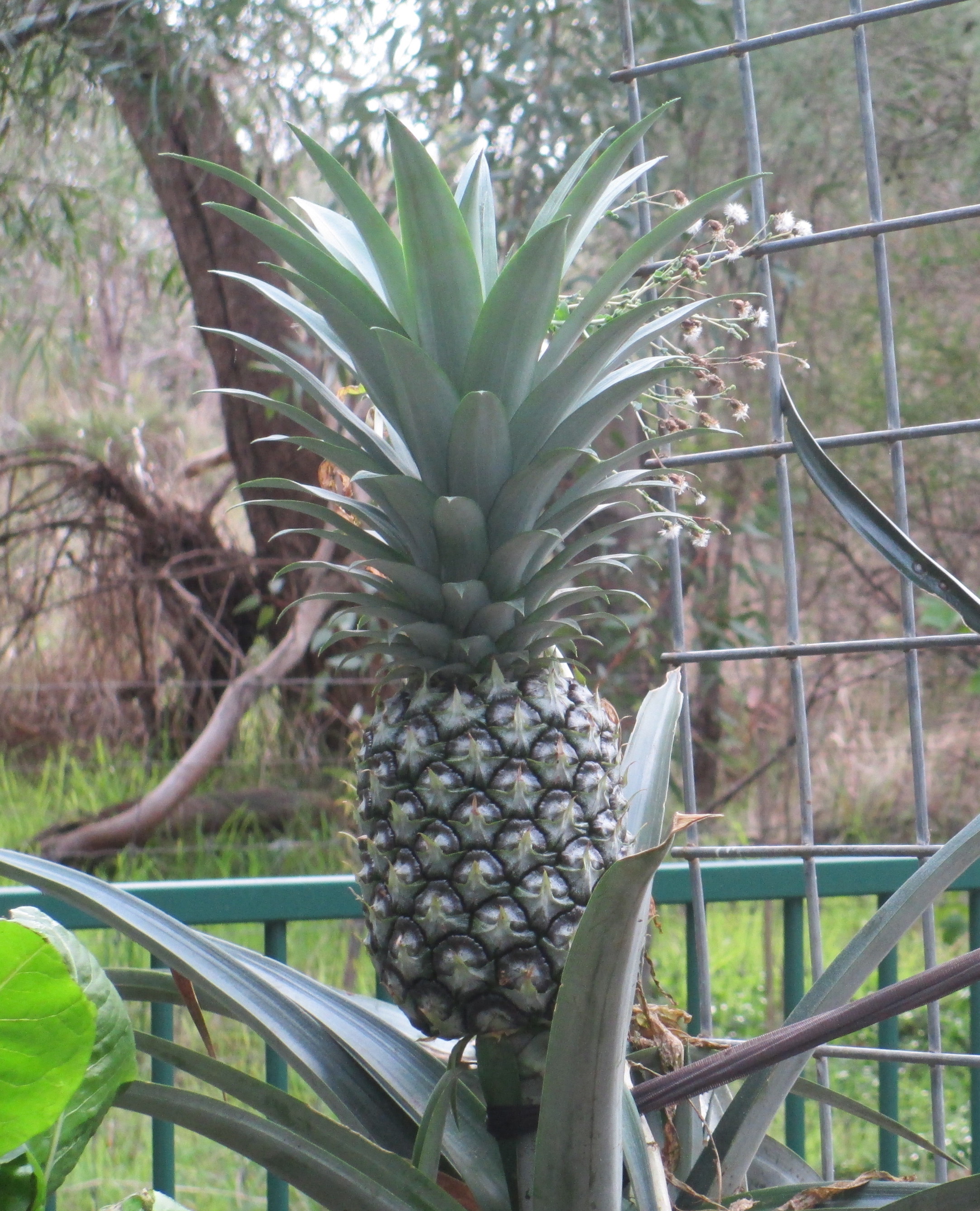 Aquaponics pineapple