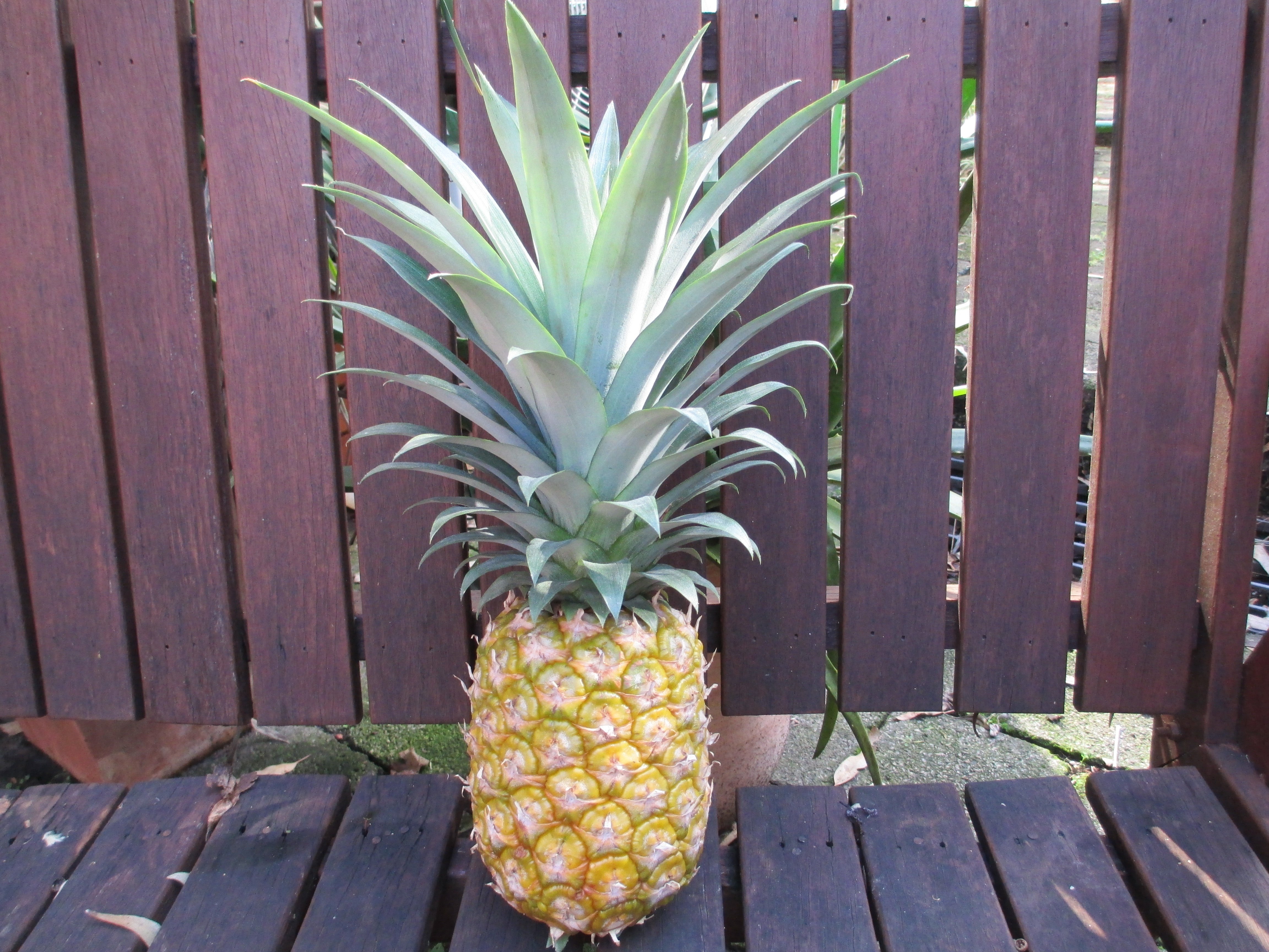 Magnificent pineapple!