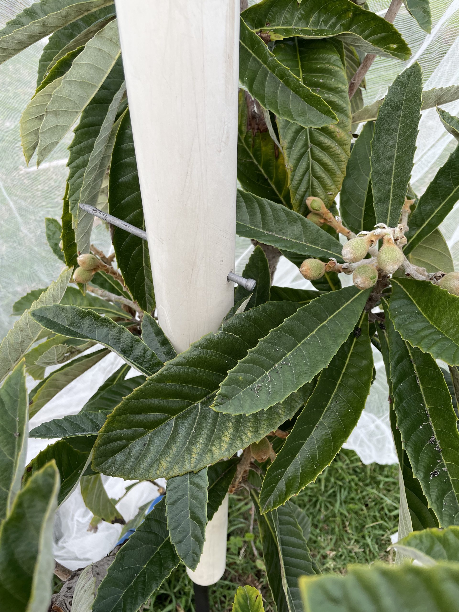 Netting Method Netting fruit trees….latest method! | McCarthy Park